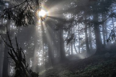 Kozalaklı ormanlarda güneş ışığı, Hnilicka Kycera, Küçük Fatra, Slovakya Cumhuriyeti. Sonbahar doğal sahnesi.
