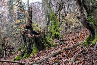 Sonbahar ormanlarındaki yaşlı ağaçlar, Küçük Fatra, Slovak Cumhuriyeti. Doğada güzellik.