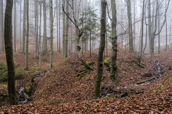 Podzimní Scéna Mlhavém Lese Malá Fatra Slovenská Republika Krása Přírodě — Stock fotografie