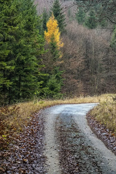 Ormanda Sonbahar Sahnesi Küçük Fatra Slovak Cumhuriyeti Doğada Güzellik — Stok fotoğraf