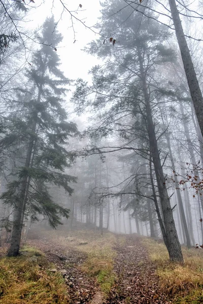 Herfstscène Mistig Bos Little Fatra Slowakije Schoonheid Natuur — Stockfoto