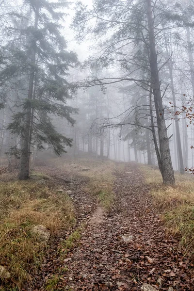 Höstscen Dimmig Skog Little Fatra Slovakien Skönhet Naturen — Stockfoto