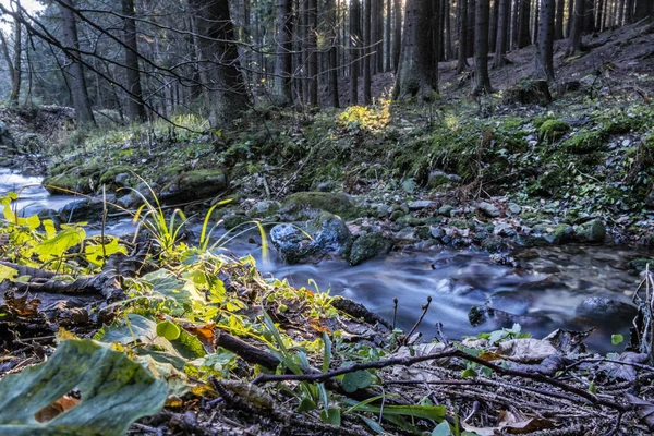 Fluxo Água Floresta Little Fatra Montanhas República Eslovaca Tema Das — Fotografia de Stock