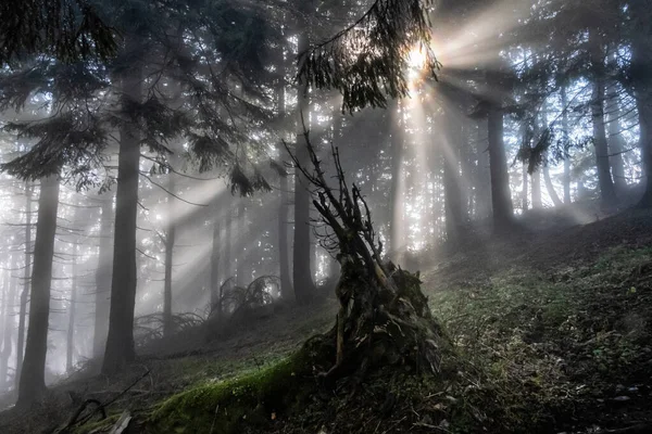 Solstrålar Barrskog Hnilicka Kycera Little Fatra Slovakien Höstens Naturliga Scen — Stockfoto