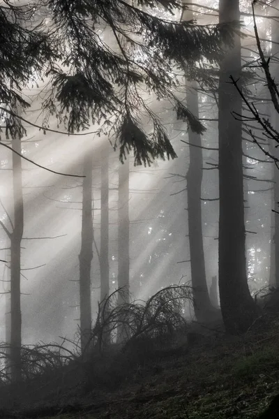 Kozalaklı Ormanlarda Güneş Işığı Hnilicka Kycera Küçük Fatra Slovakya Cumhuriyeti — Stok fotoğraf