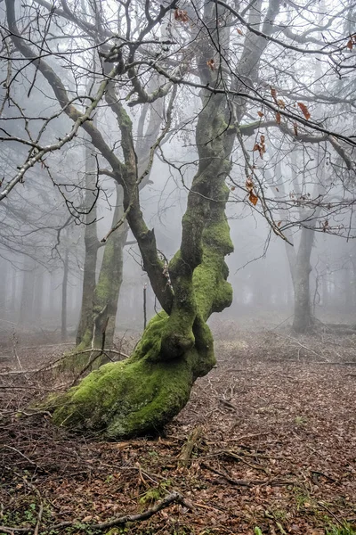 Φθινοπωρινή Σκηνή Ομιχλώδες Δάσος Μικρή Fatra Σλοβακία Ομορφιά Στη Φύση — Φωτογραφία Αρχείου