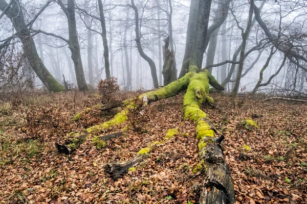 Podzimní Scéna Mlhavém Lese Malá Fatra Slovenská Republika Krása Přírodě — Stock fotografie