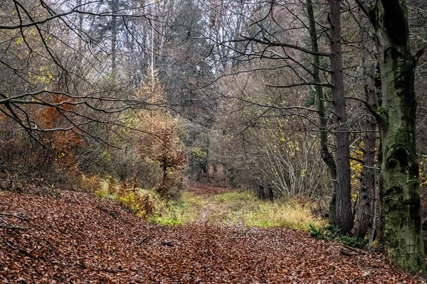 Scena Jesienna Mglistym Lesie Mała Fatra Republika Słowacka Piękno Natury — Zdjęcie stockowe