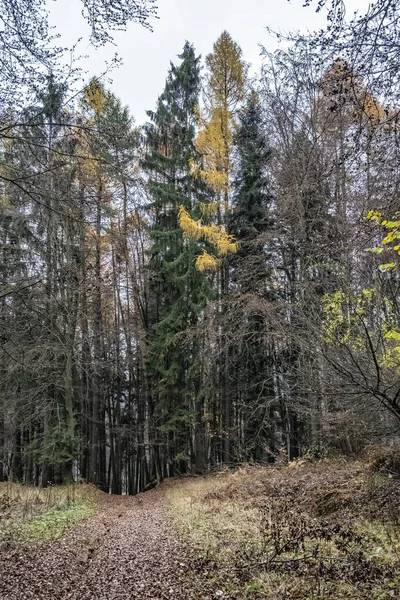 Podzimní Scéna Lese Malá Fatra Slovenská Republika Krása Přírodě — Stock fotografie