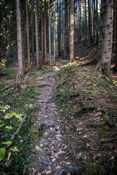 Ścieżka Lesie Iglastym Góry Mała Fatra Republika Słowacka Temat Wędrówki — Zdjęcie stockowe