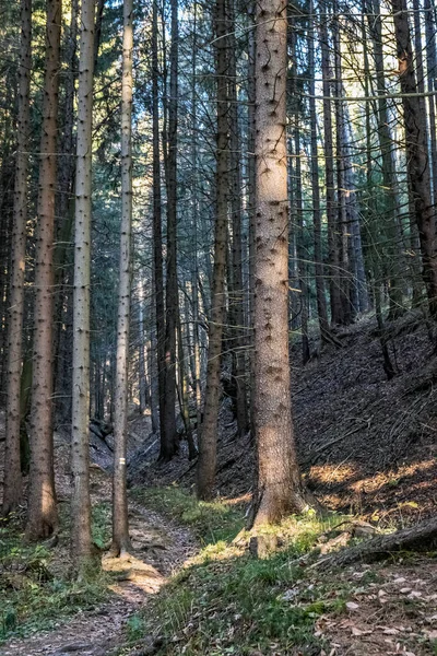 Footpath Coniferous Forest Little Fatra Mountains Slovak Republic Hiking Theme — Stock Photo, Image