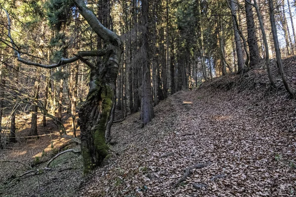 Μονοπάτι Κωνοφόρα Δάση Βουνά Μικρή Fatra Σλοβακία Θέμα Πεζοπορίας Εποχιακή — Φωτογραφία Αρχείου