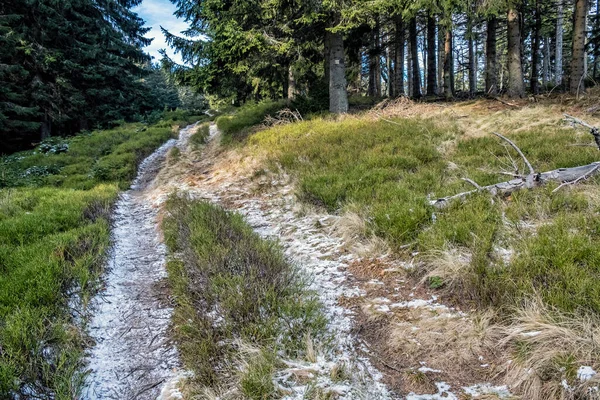 Passo Passo Floresta Coníferas Little Fatra Montanhas República Eslovaca Tema — Fotografia de Stock