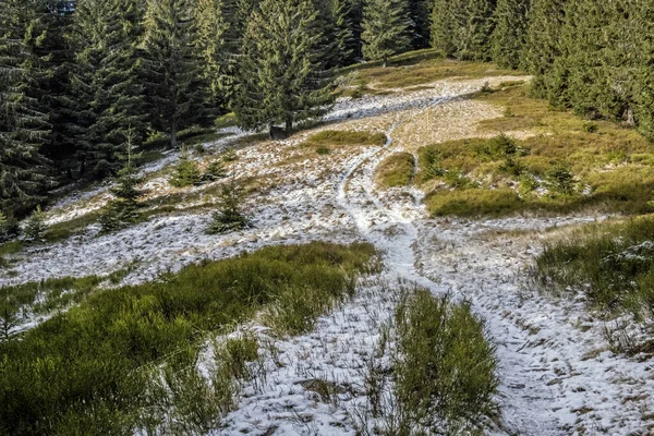 Kozalaklı ormandaki patika yolu, Küçük Fatra dağları, Slovakya Cumhuriyeti. Yürüyüş teması. Mevsimsel doğal sahne.