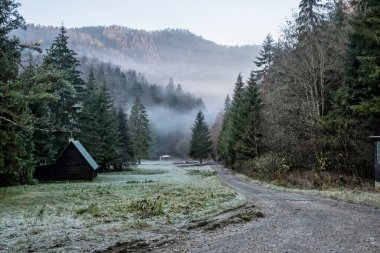 Sisli ormanda sonbahar sahnesi, Büyük Fatra dağları, Slovak cumhuriyeti. Doğada güzellik.