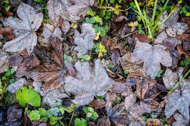 Sonbahar arkaplanı ve dökülen yapraklar. Mevsimsel doğal sahne.