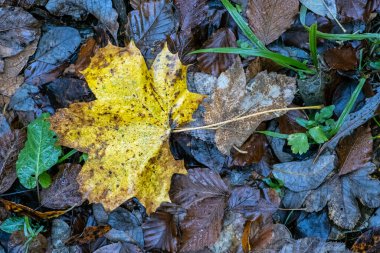 Düşen yapraklı sonbahar arkaplanı. Mevsimsel doğal sahne.