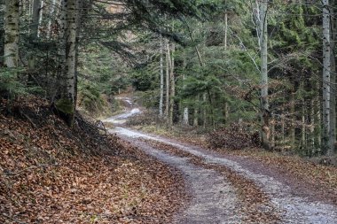 Orman yolu, Low Tatras dağları, Slovak cumhuriyeti. Yürüyüş teması. Mevsimsel doğal sahne.