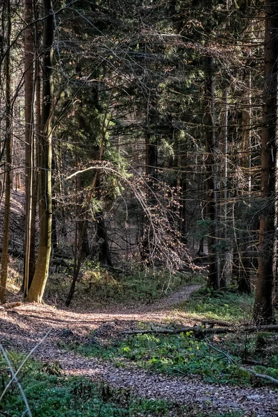 Voetpad Naaldbos Kleine Fatra Bergen Slowaakse Republiek Wandelthema Seizoensgebonden Natuur — Stockfoto