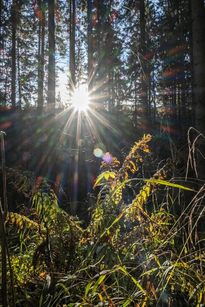 Güneş Işınları Kozalaklı Ormanlarda Küçük Fatra Dağlarında Slovak Cumhuriyetinde Görüldü — Stok fotoğraf