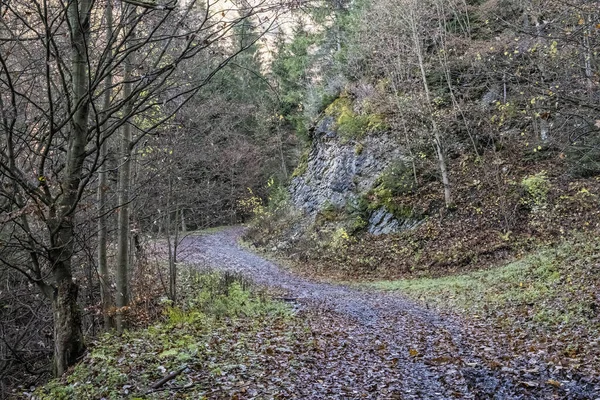 Sentiero Nella Foresta Conifere Big Fatra Montagne Repubblica Slovacca Tema — Foto Stock