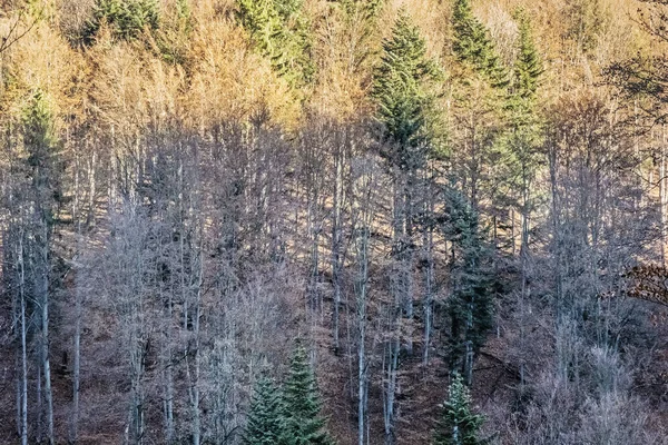 Autumn Deciduous Forest Big Fatra Mountains Slovak Republic Hiking Theme — Stock Photo, Image