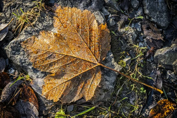 Herbst Hintergrund Mit Fallendem Blatt Saisonale Naturszene — Stockfoto