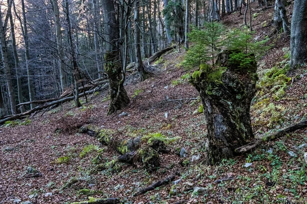 Φθινόπωρο Φυσική Σκηνή Big Fatra Βουνά Σλοβακία Θέμα Πεζοπορίας — Φωτογραφία Αρχείου