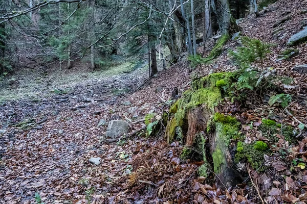 Höstens Naturliga Scen Big Fatra Bergen Slovakien Vandringstema — Stockfoto