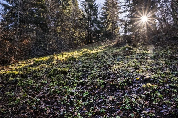 Solstrålar Scen Barrskog Big Fatra Bergen Slovakien Vandringstema Säsongsmässig Naturlig — Stockfoto