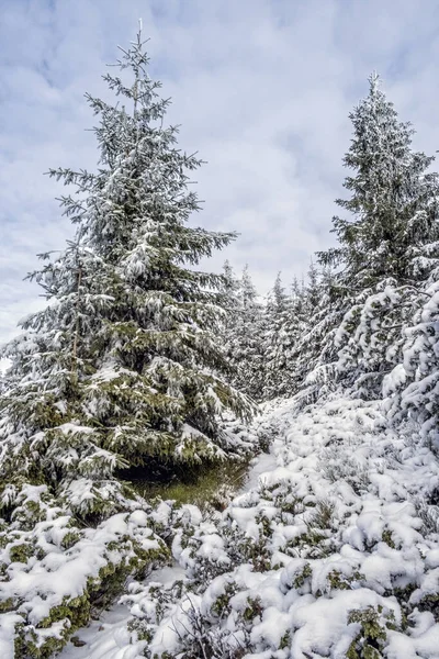 低タトラ山脈 スロバキア共和国の雪の針葉樹林 冬の自然風景 ハイキングのテーマ — ストック写真