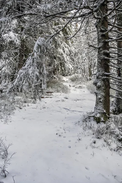 Passo Passo Nas Montanhas Low Tatras República Eslovaca Cena Inverno — Fotografia de Stock