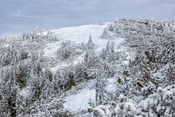 Snowy Coniferous Forest Low Tatras Mountains Slovak Republic Natural Winter — Stock Photo, Image