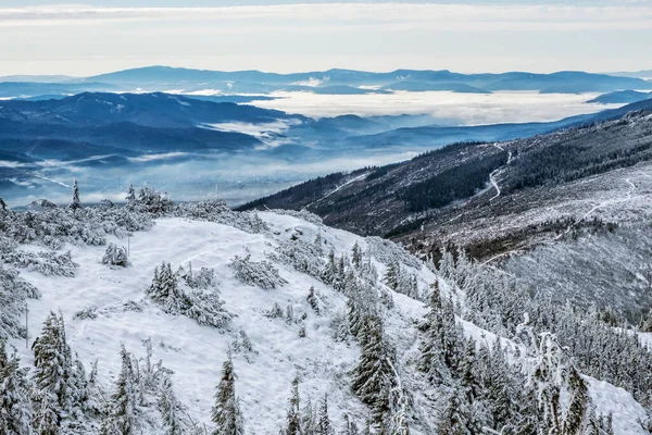 Snowy Coniferous Forest Low Tatras Mountains Slovak Republic Natural Winter — Stock Photo, Image