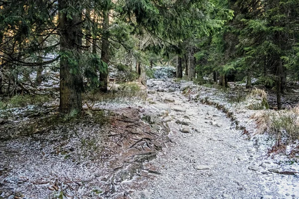 Ścieżka Turystyczna Zimowym Lesie Iglastym Mengusovska Dolina Wysokie Tatry Republika — Zdjęcie stockowe