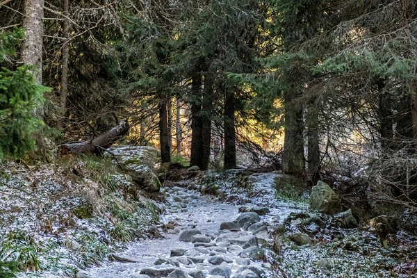 Toeristische Pad Winter Naaldbos Mengusovska Vallei Hoge Tatra Bergen Slowakije — Stockfoto