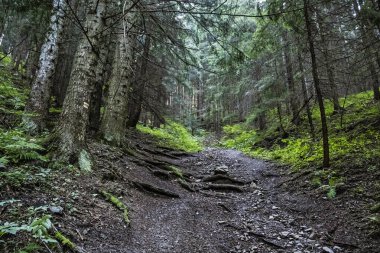 Kozalaklı orman, alçak Tatra dağları, Slovak cumhuriyeti. Yürüyüş teması. Mevsimsel doğal sahne.