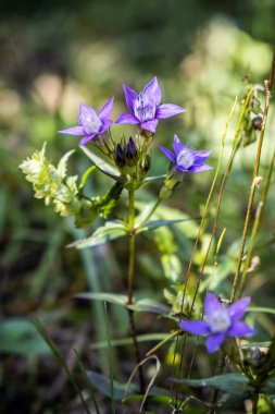 Mor çiçekler, Low Tatras dağları, Slovak cumhuriyeti. Mevsimsel doğal sahne.