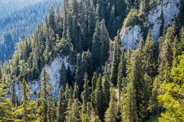 Büyük kayalar ve kozalaklı orman, alçak Tatras dağları, Slovak cumhuriyeti. Yürüyüş teması. Mevsimsel doğal sahne.