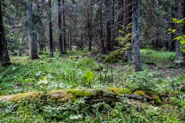 Kozalaklı ormanlarda, alçak Tatras dağlarında, Slovak cumhuriyetinde. Yürüyüş teması. Mevsimsel doğal sahne.