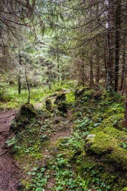 Kozalaklı ormanlarda, alçak Tatras dağlarında, Slovak cumhuriyetinde. Yürüyüş teması. Mevsimsel doğal sahne.