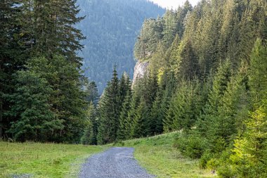Low Tatras dağlarındaki orman yolu, Slovakya Cumhuriyeti. Yürüyüş teması. Mevsimsel doğal sahne.
