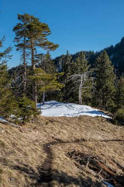 Kozalaklı orman, Poludnica, Low Tatras dağları, Slovak cumhuriyeti. Yürüyüş teması. Mevsimsel doğal sahne.