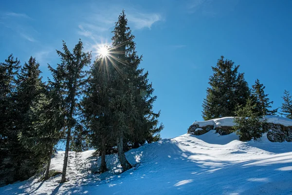 Barrträd Med Sol Poludnica Kulle Låg Tatrabergen Slovakien Vandringstema Säsongskaraktär Stockbild