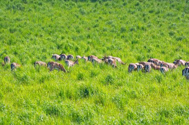 Avrupa yumurtası geyiği sürüsü - Slovakya, Meadow 'da Capreolus Capreolus. Mevsimsel doğal sahne.