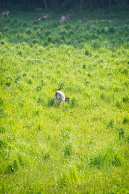 Avrupa yumurtası geyiği - Capreolus capreolus in Meadow, Slovakya. Mevsimsel doğal sahne.