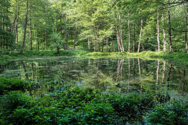 Yaprak döken ormanlar göle, Küçük Karpatlar 'a, Slovak cumhuriyetine yansıyor. Mevsimsel doğal sahne.