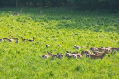 Avrupa yumurtası geyiği sürüsü - Slovakya, Meadow 'da Capreolus Capreolus. Mevsimsel doğal sahne.