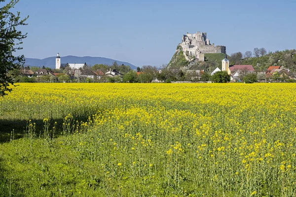 Beckov castle with oilseed rape yellow field, Slovak republic, Europe. Travel destination. Seasonal scene.