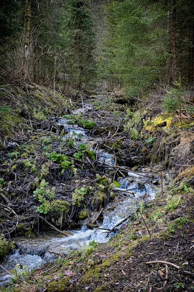 Strumień Wody Lesie Góry Wielka Fatra Republika Słowacka Temat Wędrówki — Zdjęcie stockowe